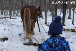 巧みな手綱さばきで馬搬用の馬を操作した