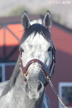 スタッドインしたミスティックロア