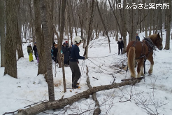 馬搬の様子を見学するひだかうまキッズ探検隊2025