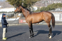 ウシュバテソーロ