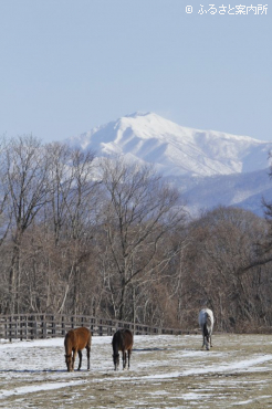写真4 [放牧地2]