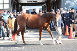 トウシンマカオ