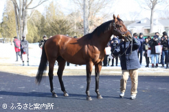 今年のクラシック路線が楽しみなベンバトル