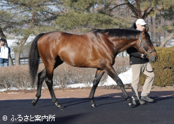 力強さの中に柔らかい歩様を披露したアメリカンファラオ