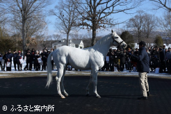大黒柱のゴールドシップ