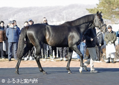 供用2年目を迎えるステラヴェローチェ