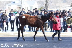 ダノンザキッドの初年度産駒