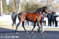 供用3年目のダノンザキッド