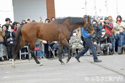 NAR年代表馬ライトウォーリアも今シーズンからスタッドイン