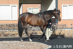 2年連続で200頭以上の繁殖牝馬を集めたパレスマリス