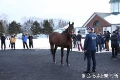 2026年の1シーズンの供用になるアメリカンファラオ
