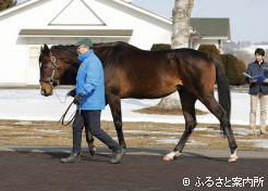 リアルスティールの半弟バトルハーデン
