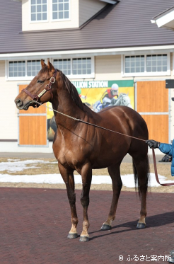 ドンフランキー