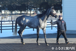 アロゲートの貴重な後継種牡馬