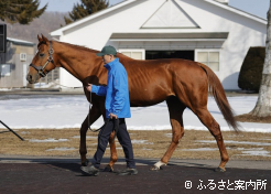 ダートグレード競走特別表彰馬カジノフォンテン