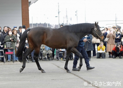 東北地区で供用2年目を迎えるサブノジュニア