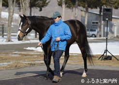 新入厩のブリックスアンドモルタル