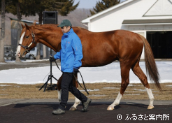 供用2年目のジャックドールも展示会は初参加
