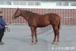 新入厩のヒガシウィルウィン