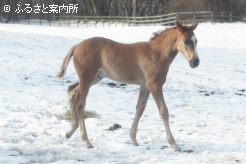 いとこにはJRA賞最優秀2歳牝馬のスターアニスがいる