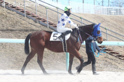 2歳新種牡馬ヒガシウィルウィンの産駒