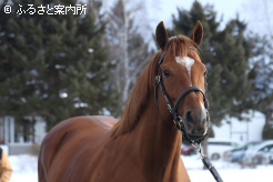日本供用2年目を迎えたソットサス