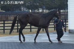 種付料は受胎条件500,000円に決まった