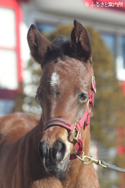 ソットサスの本邦初年度産駒第1号