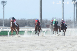 2歳馬41頭が受検した今年4回目の競走能力･発走調教検査