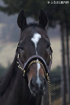 スタッドインしたペプチドナイル