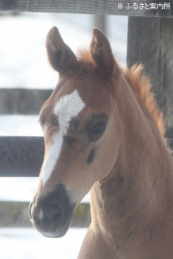 ジャスティンミラノの初仔