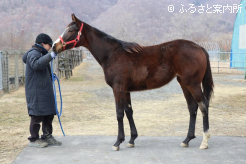 半妹は母フィオレロの4番仔