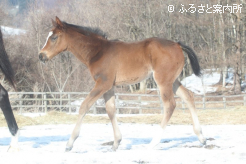 放牧地でも元気いっぱい