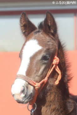 パールシークレットの本邦初年度産駒