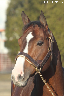 スタッドインしたローレルリバー