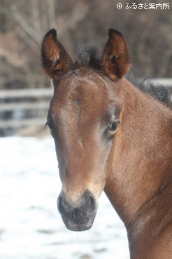 村上欽哉牧場で生まれたドウデュースの初年度産駒