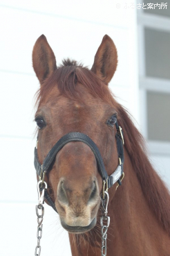 コリアスプリント(G3)連覇のリメイク