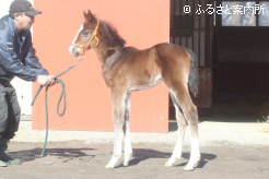一族にはゴールドアリュールなど活躍馬多数の血統