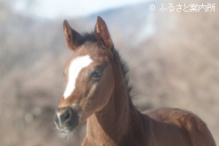 村上欽哉牧場で生まれたニシノデイジーの初年度産駒