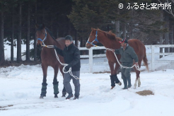 韓国へ輸出される北海道市場で取引された明け2歳馬