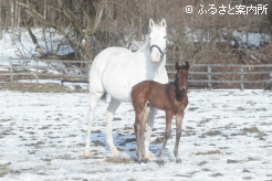 母は白毛のサトノジャスミン
