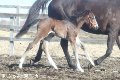 元気いっぱいに放牧地を駆け回った