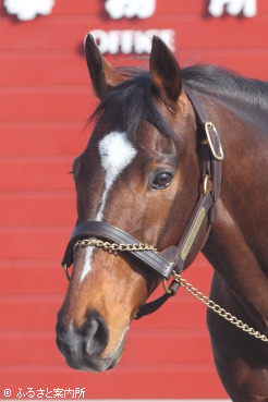 スタッドインしたテーオーロイヤル