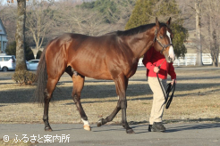種付料は受胎条件2,500,000円に決定