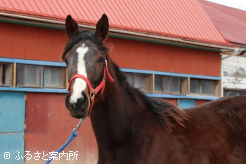 テンカジョウの半妹(牝1歳、父オルフェーヴル)