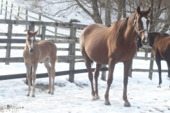 母はイェーガーオレンジという元旦ベイビー