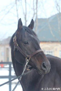 コリアC(G3)連覇のクラウンプライド