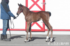 母はアイルランドで3勝を記録したイギリス産馬のユークラックミーアップ