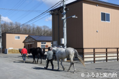 真新しい厩舎で作業に励むスタッフ