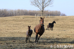 写真1 [駆ける親仔]